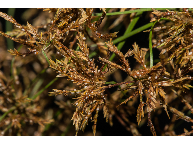 Cyperus grayoides (Illinois flatsedge) #48470