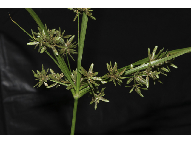 Cyperus ochraceus (Pond flatsedge) #48478