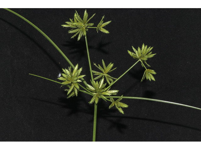 Cyperus oxylepis (Sharp-scale flat sedge) #48494