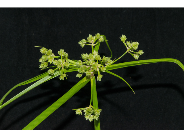 Cyperus pseudovegetus (Marsh flatsedge) #48498