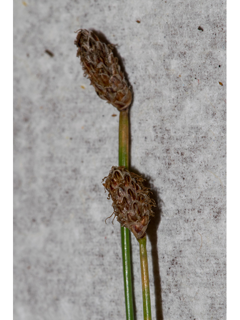 Eleocharis montevidensis (Sand spikerush) #48566