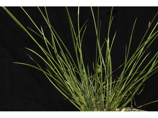 Juncus tenuis (Poverty rush) #48664