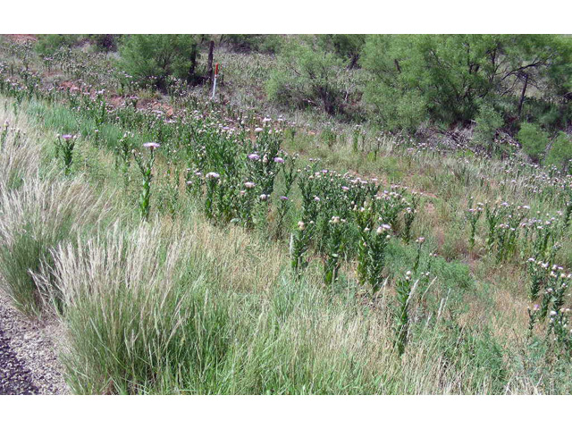 Centaurea americana (American basket-flower) #36706