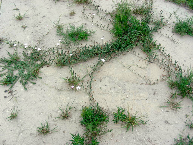 Convolvulus equitans (Texas bindweed) #36712