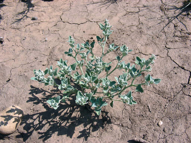 Chenopodium incanum (Mealy goosefoot) #36748