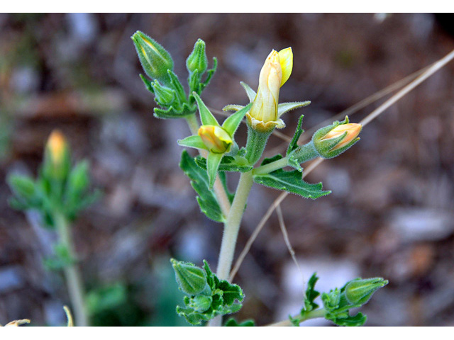 Mentzelia multiflora (Adonis blazingstar) #43138