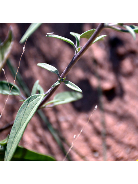 Palafoxia sphacelata (Othake) #43148