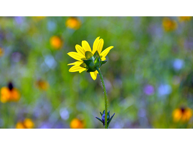 Silphium gracile (Slender rosinweed) #43151