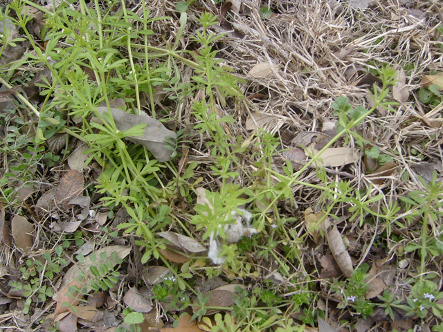 Galium aparine (Stickywilly) #28455