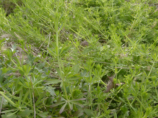 Galium aparine (Stickywilly) #28456