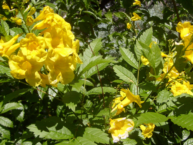 Tecoma stans (Yellow bells) #28488