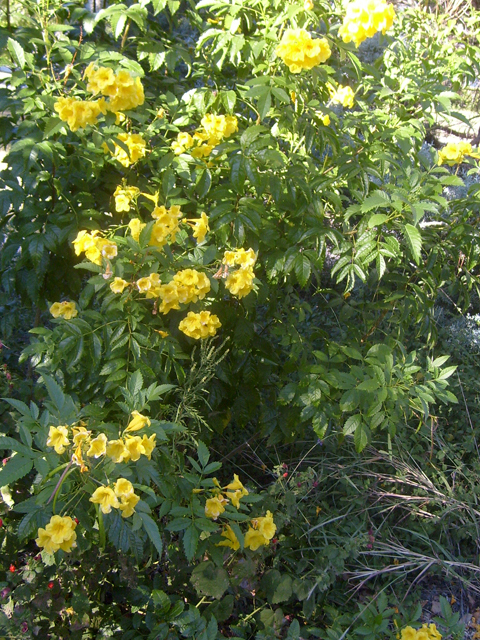 Tecoma stans (Yellow bells) #28490