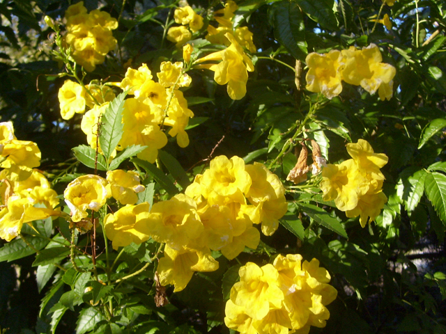 Tecoma stans (Yellow bells) #28495