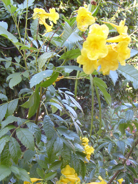 Tecoma stans (Yellow bells) #28498