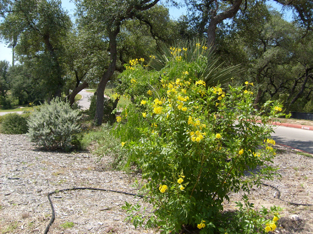 Tecoma stans (Yellow bells) #28501