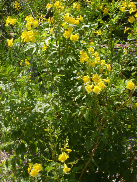 Tecoma stans (Yellow bells) #28502