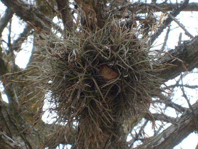 Tillandsia recurvata (Small ball moss) #28513