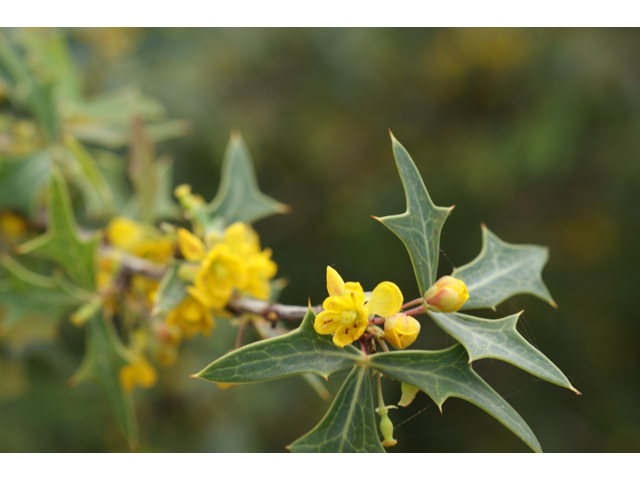 Mahonia trifoliolata (Agarita) #30455