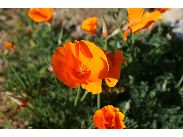 Eschscholzia californica ssp. californica (California poppy) #30478