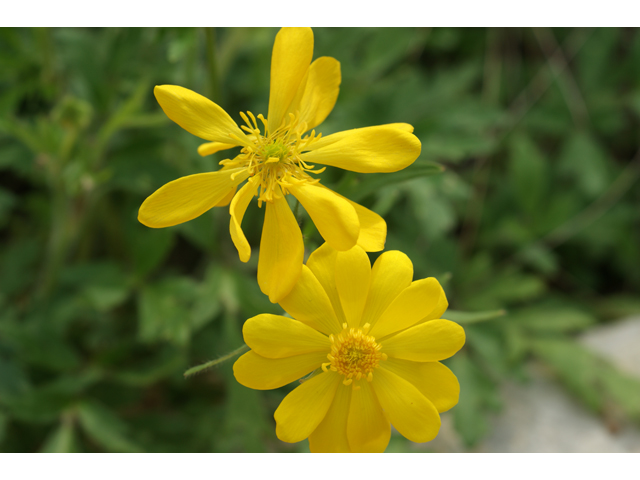 Ranunculus macranthus (Large buttercup) #30520