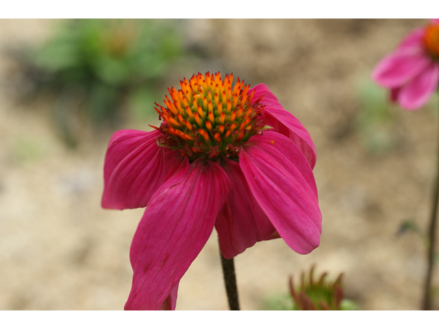 Echinacea purpurea (Eastern purple coneflower) #30536