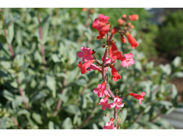 Penstemon wrightii (Wright's penstemon) #30587