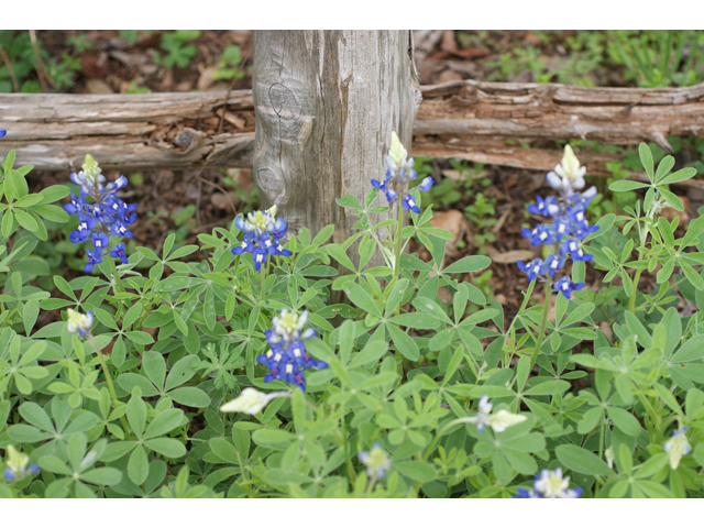 Lupinus texensis (Texas bluebonnet) #30603