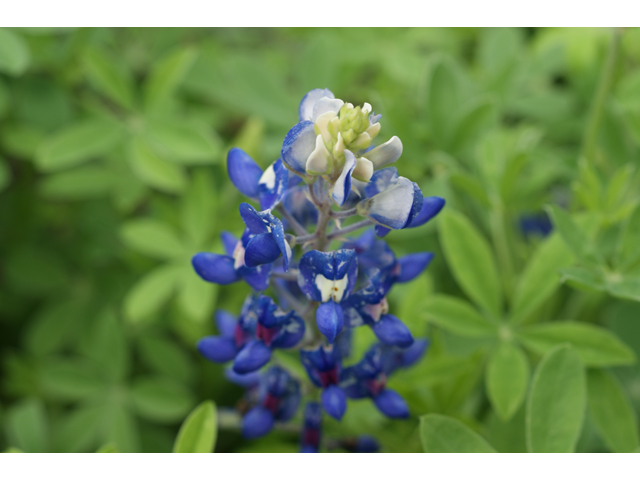 Lupinus texensis (Texas bluebonnet) #30609