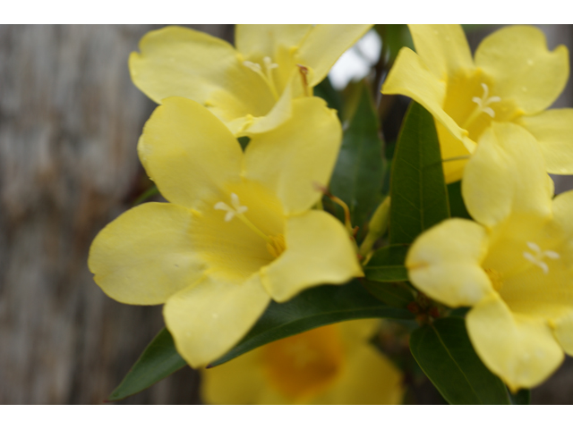 Gelsemium sempervirens (Carolina jessamine) #30631