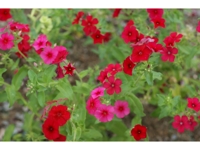 Phlox drummondii (Annual phlox) #30660