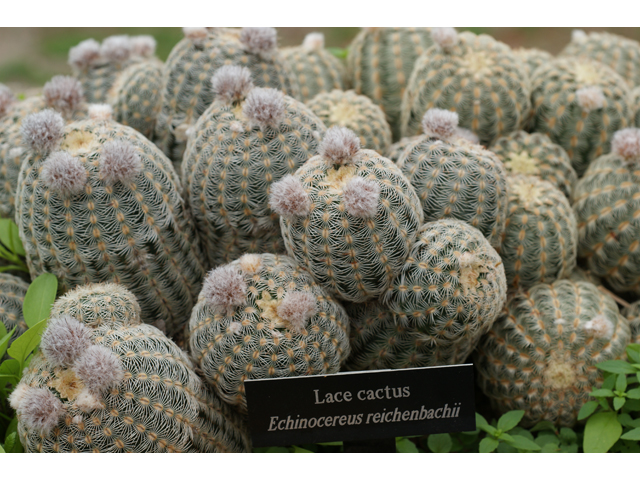 Echinocereus reichenbachii (Lace hedgehog cactus) #30673