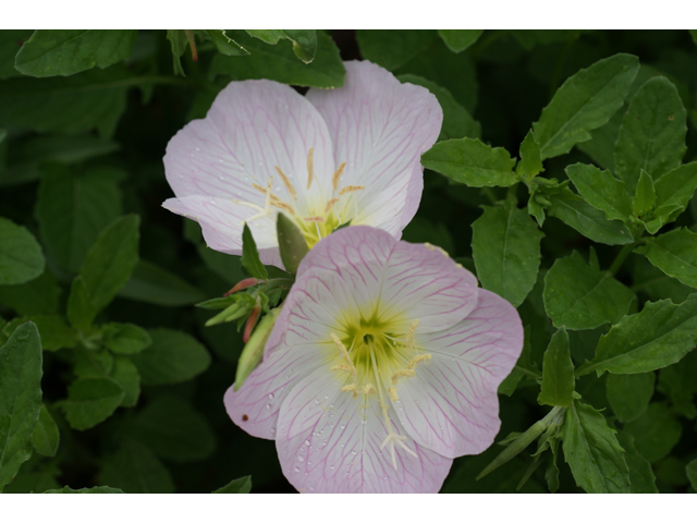 Oenothera speciosa (Pink evening primrose) #30680