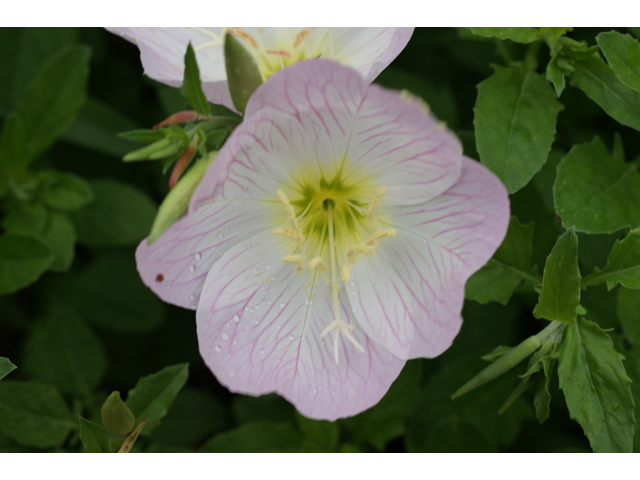 Oenothera speciosa (Pink evening primrose) #30682