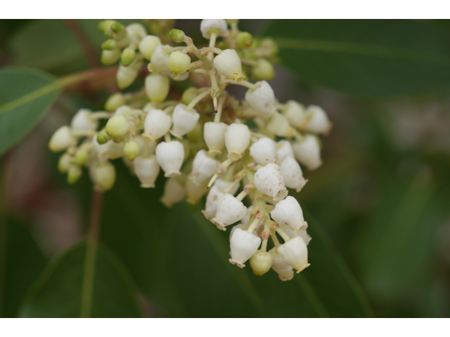 Arbutus xalapensis (Texas madrone) #30703