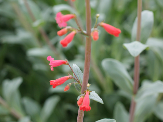 Penstemon wrightii (Wright's penstemon) #30719