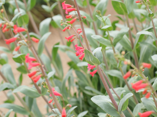 Penstemon wrightii (Wright's penstemon) #30721