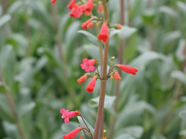 Penstemon wrightii (Wright's penstemon) #30723