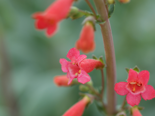 Penstemon wrightii (Wright's penstemon) #30724