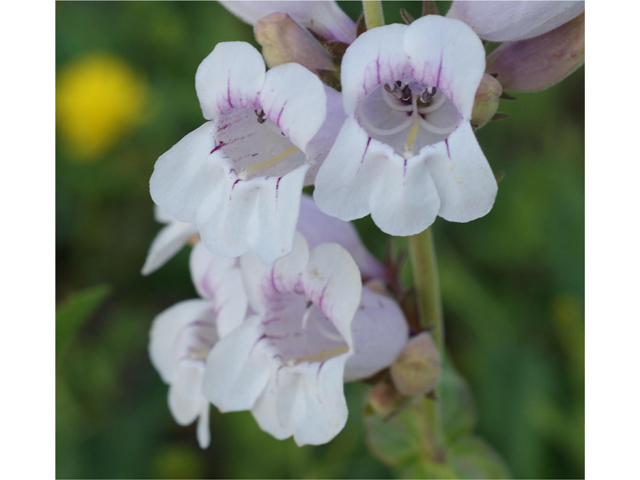 Penstemon cobaea (Prairie penstemon) #31963