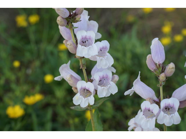 Penstemon cobaea (Prairie penstemon) #31966