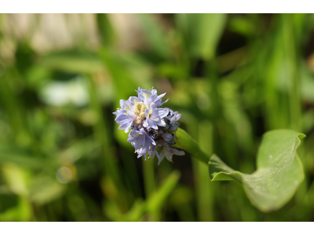 Pontederia cordata (Pickerelweed) #31971