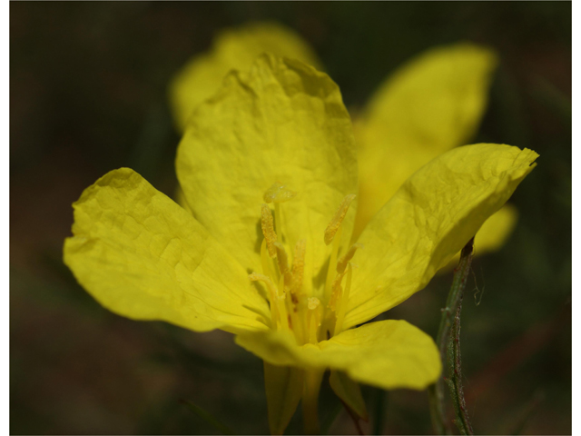 Calylophus berlandieri (Berlandier's sundrops ) #32067