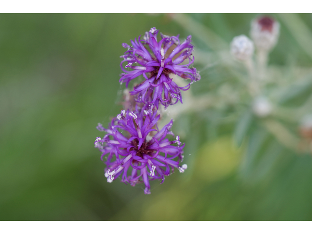 Vernonia lindheimeri (Woolly ironweed) #32081