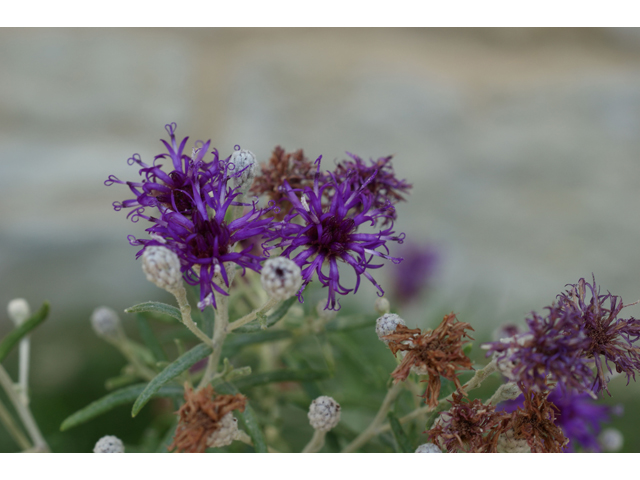 Vernonia lindheimeri (Woolly ironweed) #32084