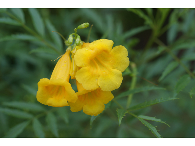 Tecoma stans (Yellow bells) #32088