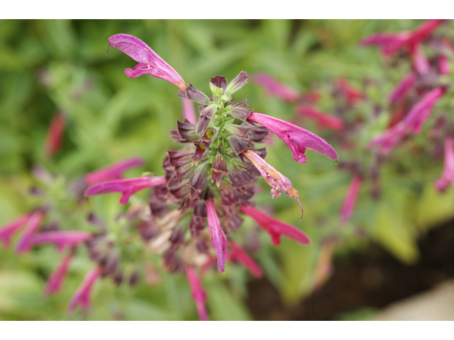 Salvia pentstemonoides (Big red sage) #37459