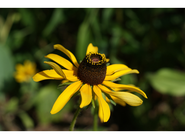 Rudbeckia hirta (Black-eyed susan) #37466