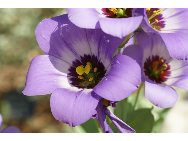 Eustoma exaltatum ssp. russellianum (Texas bluebells) #37476