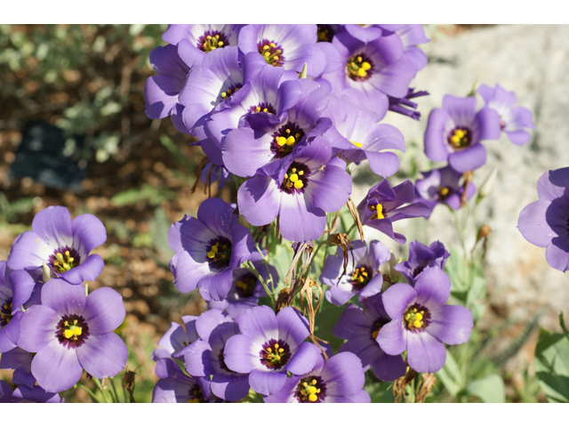 Eustoma exaltatum ssp. russellianum (Texas bluebells) #37479