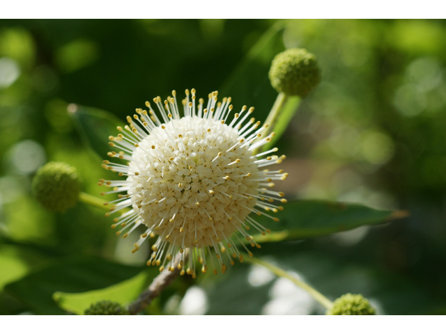 Cephalanthus occidentalis (Common buttonbush) #37489